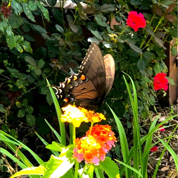 Need some help??? 🦋 - Picture 2 of 2